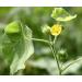 AOZA ISTA AYURVEDA Atibala Leaf Powder (Abutilon indicum) Kangi Powder Indian Mallow - 200 g - Buy Online on SooperMarket.com
