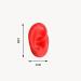 Flexible Silicone Ear Sample - Artificial Simulation Ear Red Ear Silicone Ear Model for Acupuncture Studs Earrings Earphones Helmet Display - Buy Online on SooperMarket.com