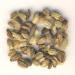 Organic Angelica Seeds - 100g | Dragonspice Naturwaren | International Shipping - Buy Online on SooperMarket.com