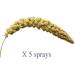 SIPW - Small Animal Hamster Caged Bird Budgie Millet Sprays Sprigs (5 x Sprays of Millet) - Buy Online on SooperMarket.com