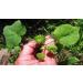 AOZA ISTA AYURVEDA Atibala Leaf Powder (Abutilon indicum) Kangi Powder Indian Mallow - 200 g - Buy Online on SooperMarket.com