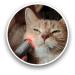 playhair Red Led Light Therapy Device -Cat Dog Horse. Pain Relief Hip Joint Mobility.and Inflammation Relief Advanced Pain Relief