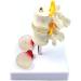 Model of Human Spine Detachable Medical Teaching Model Lumbar Spine Injuries with 2 Intervertebral Disc Model Model