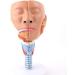 Human Head Human Body Model and Muscle Nasal Pharyngeal Throat Trachea Cricopharyng Muscle Anatomy Model Medical Teaching Accessories - Buy Online on SooperMarket.com