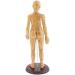 48Cm Model Anatomy Professional Medical Acupuncture Female with Meridian Points Soft Vinyl Material - Buy Online on SooperMarket.com