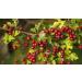 Hawthorn Berries 250g by Virgolden - Buy Online on SooperMarket.com