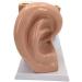 Human Anatomy Model Ear 5 Times Life Size 3 Pieces Model Anatomical Structure Detachable Ear Training for Aid - Buy Online on SooperMarket.com
