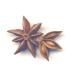 Buy Organic Whole Star Anise 100g | Dragonspice Naturwaren - Premium Quality International Shipping - Buy Online on SooperMarket.com