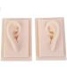 Model of Ear A Model of Silicon Ears Couple Human Model The of The Medical Research Pelle9 7 X 6.3 Centimeters / 3.82 X 2.48Inch - Buy Online on SooperMarket.com