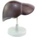 1: 1 Anatomical Human Liver Liver Lobe Gallbladder Model Medical School - Buy Online on SooperMarket.com