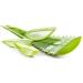 Organic Aloe Vera Powder - Premium Quality for Face, Hair, Smoothies & Baking - 100g - Buy Online on SooperMarket.com