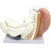 Human Anatomy Model Ear 5 Times Life Size 3 Pieces Model Anatomical Structure Detachable Ear Training for Aid - Buy Online on SooperMarket.com