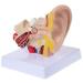 Ear Human Anatomy Model 1.5 Times Life Size Medical Training Support