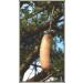 Zambesia Botanica Skin Cream Extra 50ml - Sausage Tree Cream - Buy Online on SooperMarket.com