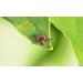 Dizefa Tick Traps (4 Cans) - Original Tick Defense for Gardens | Innovative Protection for Humans & Pets | Lower Risk of FSME & Lyme Disease - Buy Online on SooperMarket.com