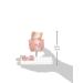 3B Scientific K27 Hemorrhoid Model 5.5-Inchx3.9-Inchx5.5-Inch - Buy Online on SooperMarket.com