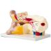 Unisex Adult Oversized Ears Model 29x17cm PVC Plastic Removable Model anatomiesystem for Medical - Buy Online on SooperMarket.com