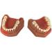 LBYLYH Standard Dental Model - Educational Teeth Model for Children & Adults | Perfect for Studios & Study Tools - Buy Online on SooperMarket.com