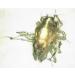 M&S Reptiles TAURRUS XL Predatory Mites for Effective Mite Control (50 Animal Capacity) | International Shipping - Buy Online on SooperMarket.com