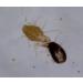 M&S Reptiles TAURRUS XL Predatory Mites for Effective Mite Control (50 Animal Capacity) | International Shipping - Buy Online on SooperMarket.com