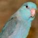 Birds LOVE All Natural Garden Blend 2lb - Small Birds - Pack of 1 - Buy Online on SooperMarket.com