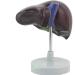 1: 1 Anatomical Human Liver Liver Lobe Gallbladder Model Medical School