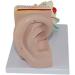 Human Ear Anatomy Model Detachable 3 Pieces 4 Times Life Size Medical Training Support - Buy Online on SooperMarket.com
