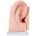 Human Ear Anatomy Model 5 Times Life Size 6 Part Ear Model Anatomical Structure Detachable Medical Training Support - Buy Online on SooperMarket.com