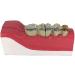 Buy LBYLYH Teeth Adult Replica Model - Realistic Dental Teaching Tool | Removable Tissues for Education & Practice - Buy Online on SooperMarket.com