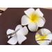 Hawaiian Flower Hair Clips Plumeria Hair Barrettes Clip for Women Girls White Floral Hairpins for Summer Beach Hair Accessories 3pcs