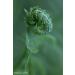 Lensbaby 46mm Macro Filter Kit - Explore Close-Up Photography - Buy Online on SooperMarket.com