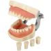 LBYLYH Dental Typodont Model - Standard with 28 Teeth & Gums for Teaching & Practice | Ideal for Dental Students - Buy Online on SooperMarket.com