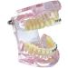 LBYLYH Pink Teeth Model - Orthodontic Dental Studio Educational Toy for Kids - Buy Online on SooperMarket.com