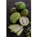 Al Amin Foods RIO LEMPA Green Mango in Brine - 32 oz Glass Jar (906g) - Authentic Salvadoran Mango Tierno en Solmuero - 19 oz Drained Weight - Shop Now! - Buy Online on SooperMarket.com