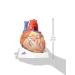 3B Scientific VD253 7 Part Heart Model 7.9-Inchx5.9-Inchx6.7-Inch - Buy Online on SooperMarket.com