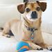 Chuckit! Ultra Squeaker Ball Small - Multi-Coloured 1-Pack for Interactive Fun | International Shipping Available - Buy Online on SooperMarket.com