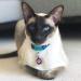 Kittyrama Cat & Kitten Neck Bands - Vogue Featured Vet Approved Hypoallergenic & Comfortable - Shop Now! - Buy Online on SooperMarket.com