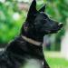 Tagme Personalized Dog Collar for Medium Dogs - Embroidered Reflective Nylon with Pet Name & Phone Number - Gray (1 Pack) - Buy Online on SooperMarket.com