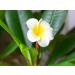 LErbolario Frangipani Bath Gel for Women - 10.1 oz - Luxurious Shower Gel for a Refreshing Cleanse | International Shipping Available - Buy Online on SooperMarket.com