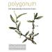 Moraz Polygonum Teenage Facial Cream - Oil-Free Moisturizer for Oily Skin | Lightweight Mattifying Face Cream 1.7 oz - Shop Now Globally - Buy Online on SooperMarket.com