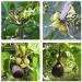 Premium Fig Balsamic Vinegar 250ml - Rich and Flavorful Infused Condiment - Buy Online on SooperMarket.com