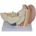 Human Ear Anatomy Model Detachable 3 Pieces 4 Times Life Size Medical Training Support - Buy Online on SooperMarket.com