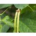 Non-GMO Black-Eyed Peas - 3 lbs | Raw Dried Whole Cow Peas | Kosher, Vegan, Sproutable | High Fiber, Easy to Cook | Ideal for Soups, Stews, Salads, Burgers - Buy Online on SooperMarket.com