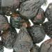 Organic Nutra Black Mission Figs 9 oz - Pack of 2 | Premium Quality Figs - Buy Online on SooperMarket.com
