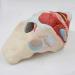 Basin Muscular Template - Woman Pelvic Floor Muscle Nerve Perineal Ligament Model - Anatomical Medical Basin with Pelvian Floor Muscles and Model - Buy Online on SooperMarket.com