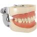 LBYLYH Dental Typodont Model - Standard with 28 Teeth & Gums for Teaching & Practice | Ideal for Dental Students - Buy Online on SooperMarket.com