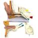 Human Anatomy Model Ear 5 Times Life Size 3 Pieces Model Anatomical Structure Detachable Ear Training for Aid - Buy Online on SooperMarket.com