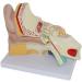 Human Ear Anatomy Model Detachable 3 Pieces 4 Times Life Size Medical Training Support - Buy Online on SooperMarket.com