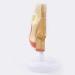 Anatomical Model Throat Nose Model of The Mouth of Nasal Cavity Medical Anatomical - Buy Online on SooperMarket.com