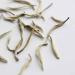 Teapro Supreme Silver Needle White Tea - Bai Hao Yin Zhen Loose Leaf Tea (12g) - Buy Online on SooperMarket.com